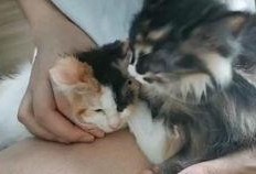 刘大锤爆料熊抱猫视频,萌态可掬引发网友热议