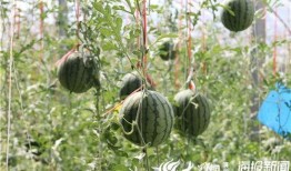 砀山最新吃瓜爆料视频曝光,视频曝光惊人内幕